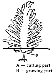 Figure 20.