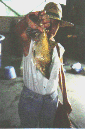 Fish2.gif (68684 byte)