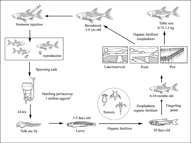 production cycle of Hypophthalmichthys nobilis