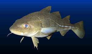 Codfish Fish Facts  Gadus spp. - A-Z Animals