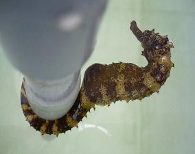 Tiger tail seahorse - Cultured Aquatic Species