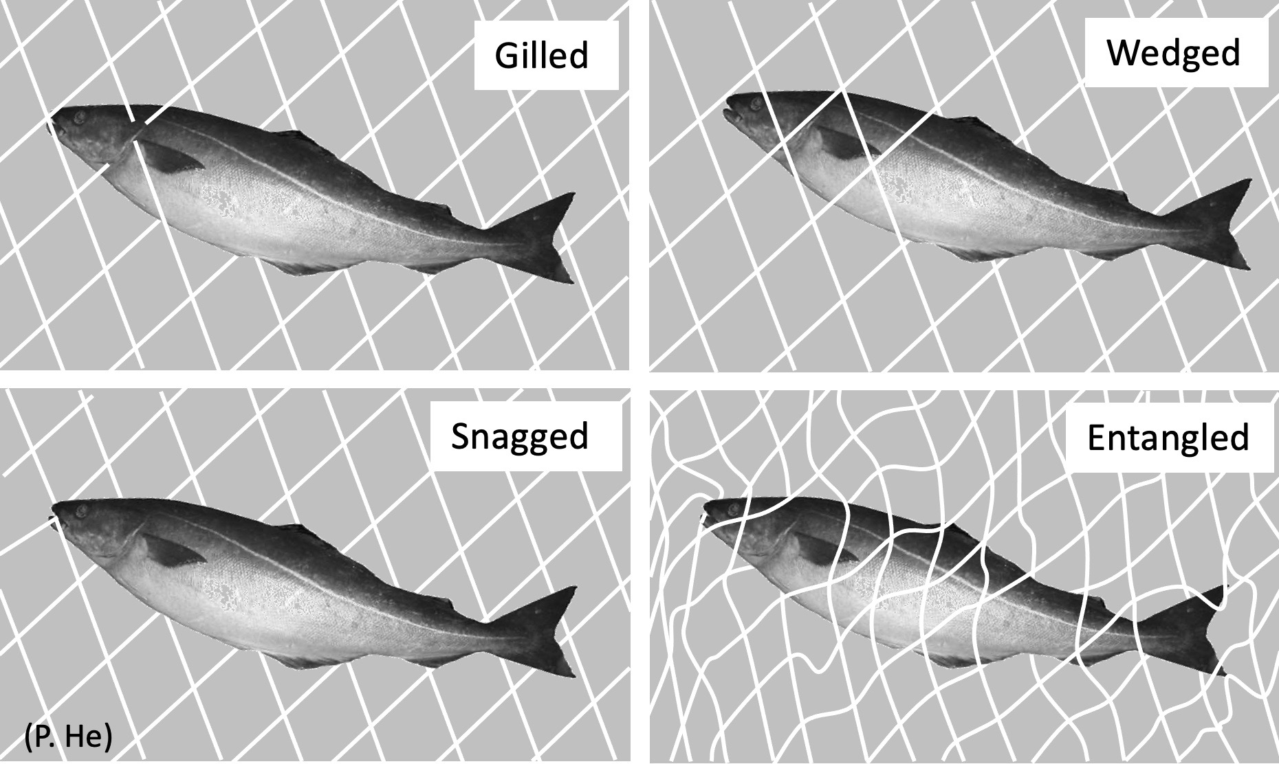 Set gillnets (anchored) - Fishing gear type