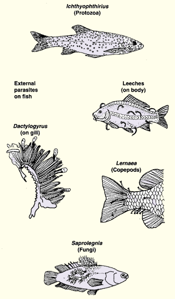 Sac à dos Leech Backpack - Fish & Ship