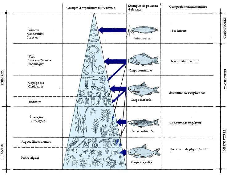Les différents types de nourriture pour poissons d'aquarium