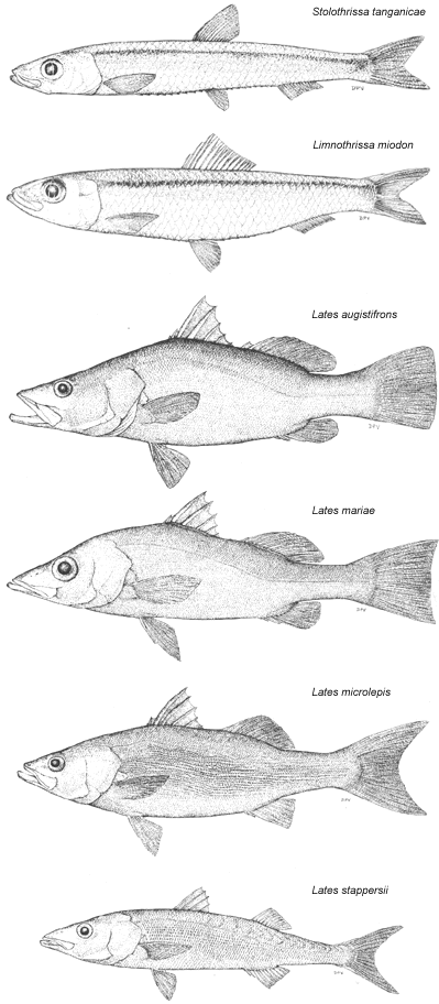 Major Commercial Fish Species of Lake Tanganyika