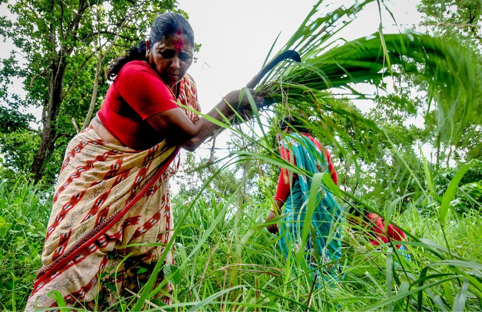 Woman farmer in the field