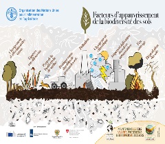 Facteurs d’appauvrissement de la biodiversité des sols