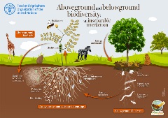 Aboveground and belowground biodiversity: an inseparable interaction