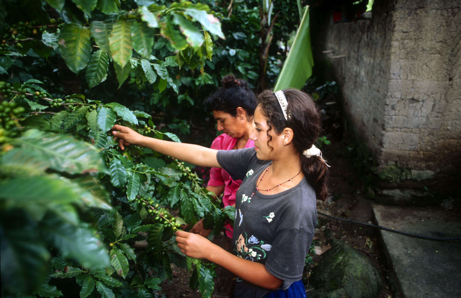 Addressing child labour in coffee value chains