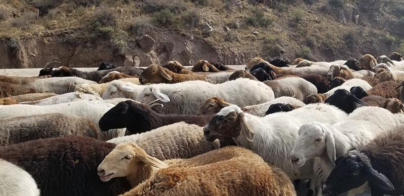 Strengthening animal health in Kyrgyzstan and Central Asia