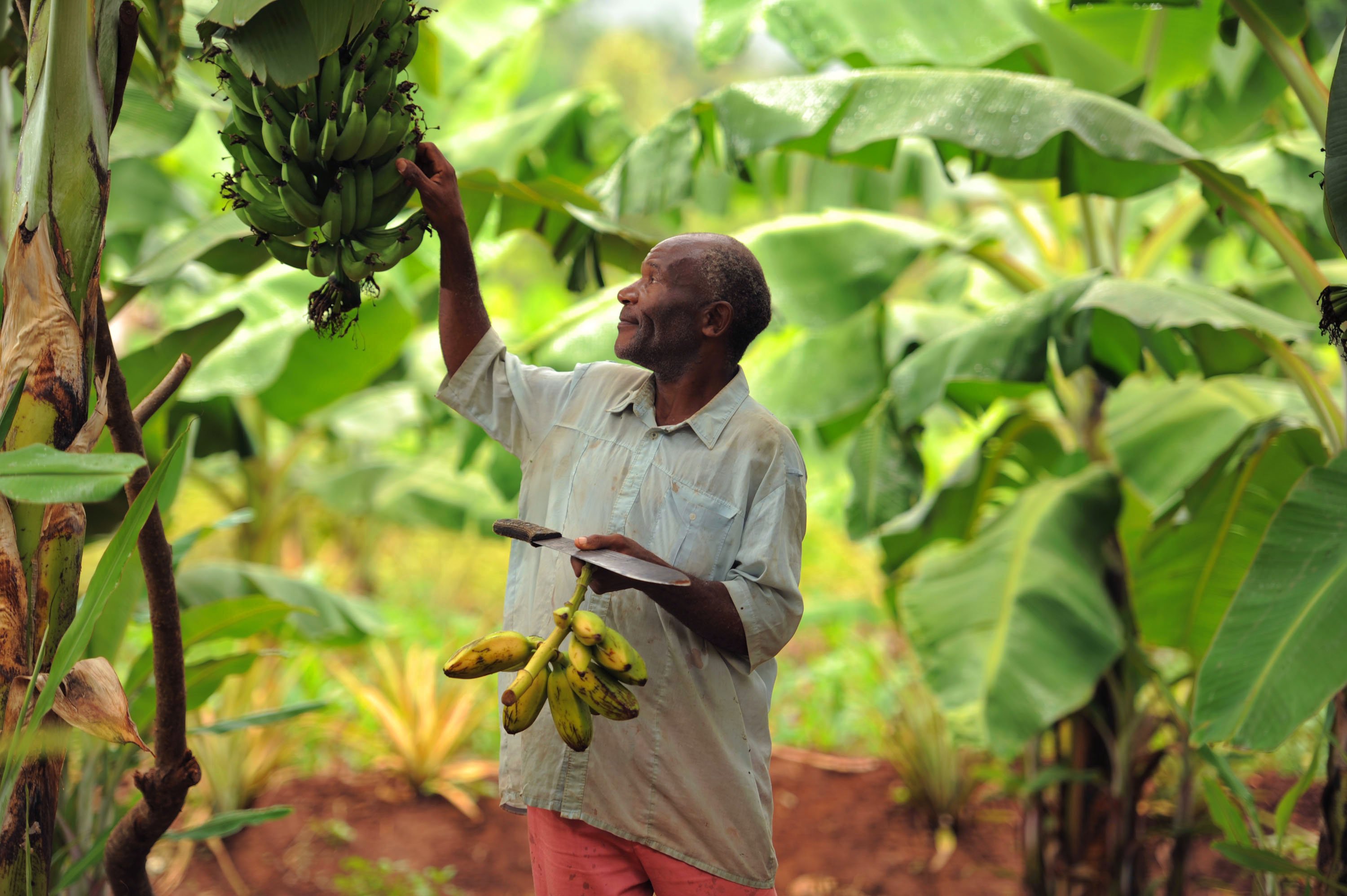 Tanzanian farmer examines a cluster of bananas at a plantation. © FAO/Daniel Hayduk