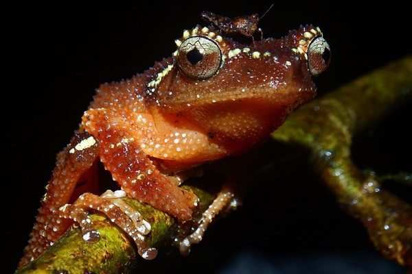Javan Pearly Tree-frog