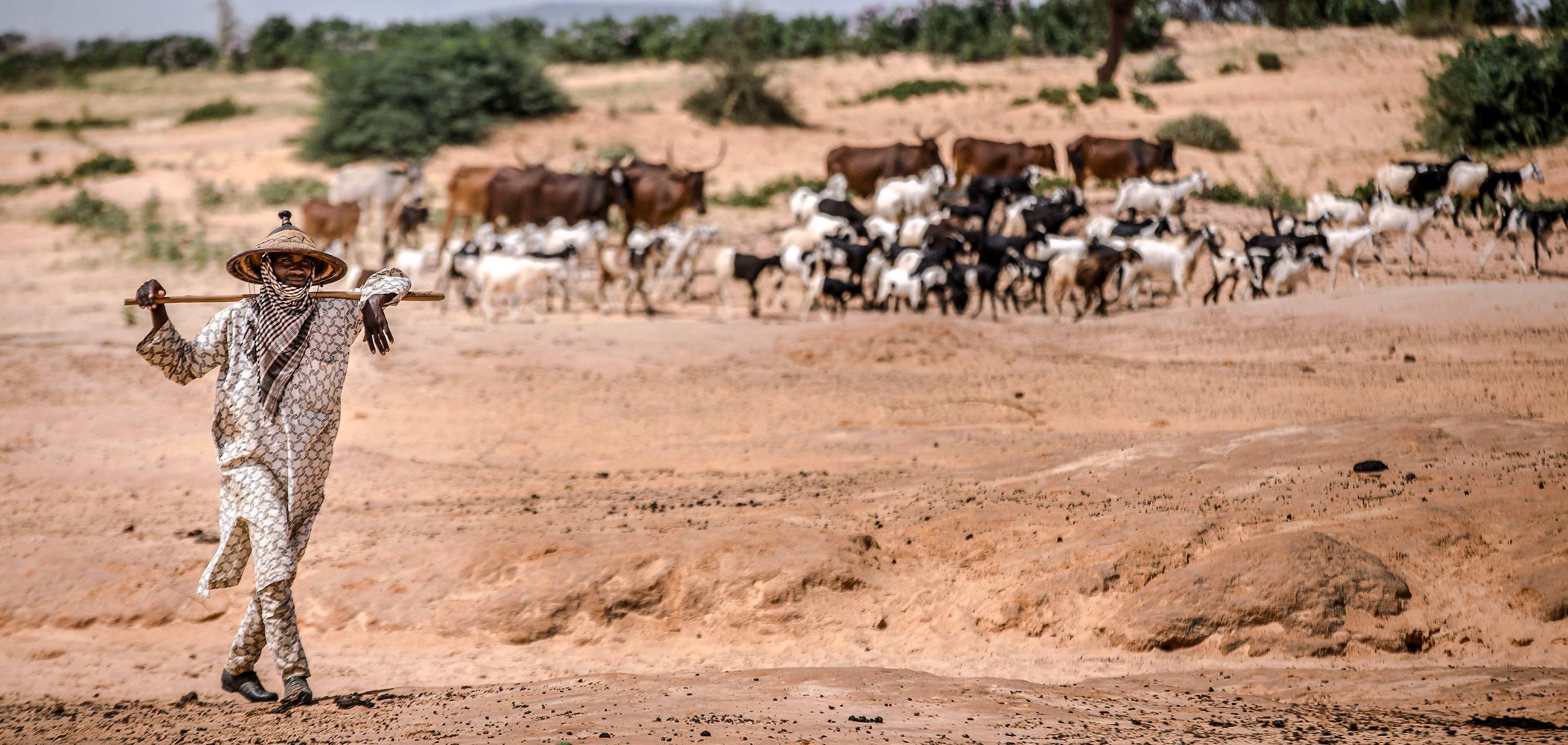 ©FAO/Country: Niger