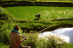 Madagascar - Rice production and fish farming. Man fishing while a farmer weeds the nearby rice field.
