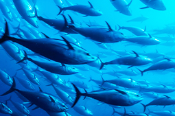 Underwater, Malta - Bluefin Tuna is a species commonly farmed in pens outside the coast of Malta in the Mediterranean Sea.