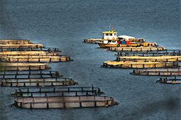 Sustainable aquaculture Spanish