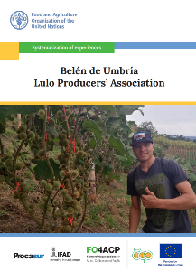 Belén de Umbría Lulo Producers