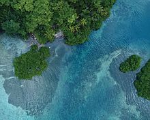 À la découverte des mystérieuses mangroves