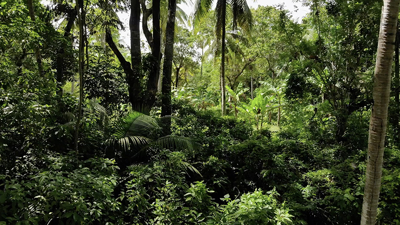 La Situation des forêts du monde