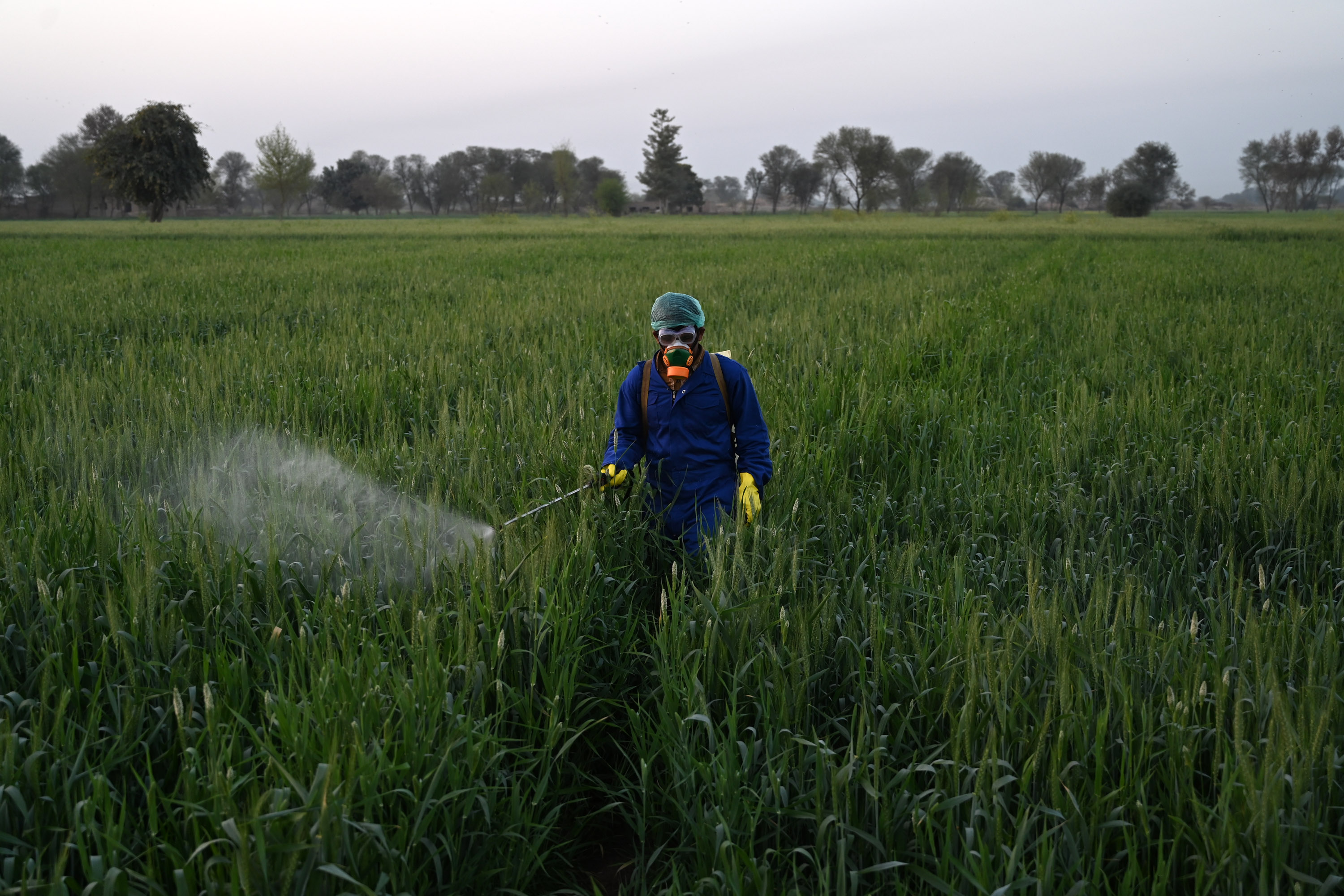 Pest and Pesticide Management