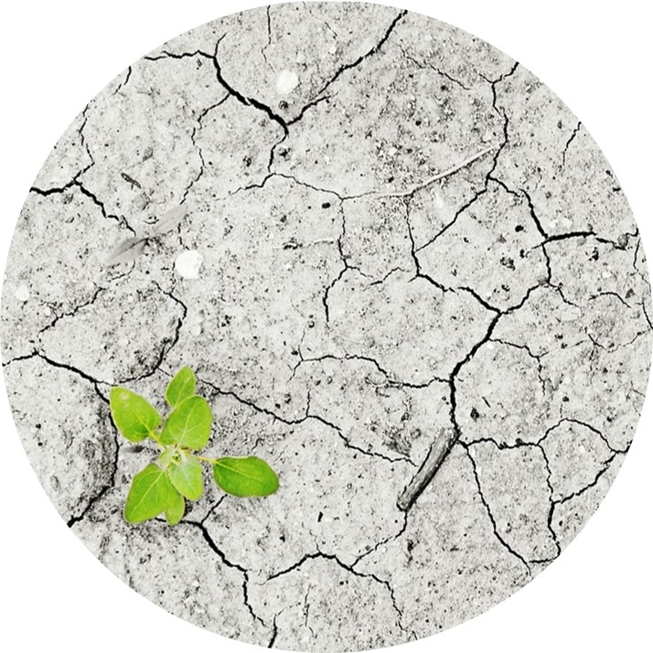 HLPE-FSN event on resilience