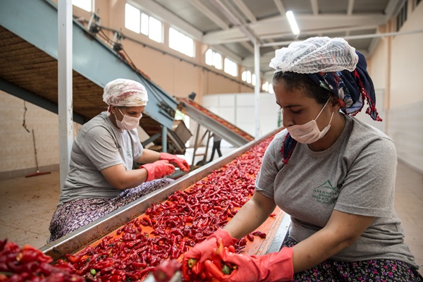 Food system workers in Turkey