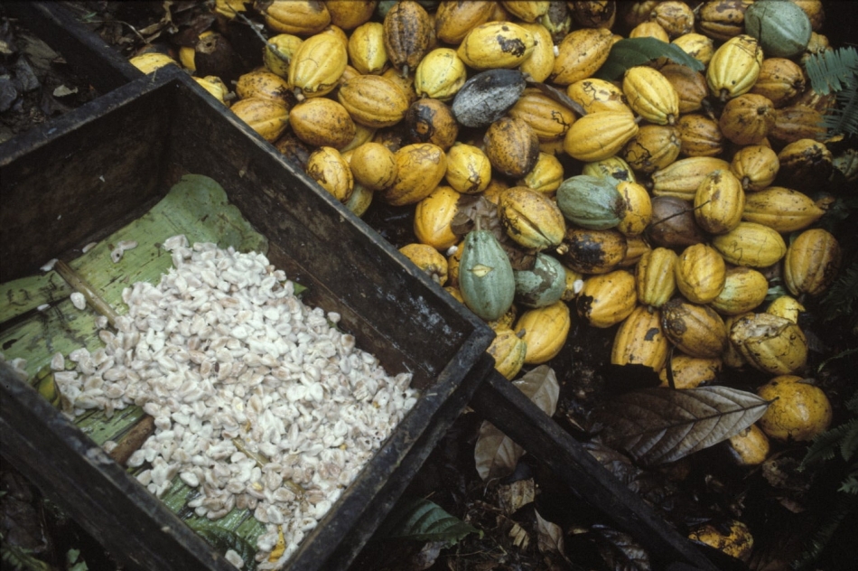 Investing in cocoa production that maintains rather than clears forest canopies is crucial to stopping deforestation in tropical countries. ©FAO/K. Boldt