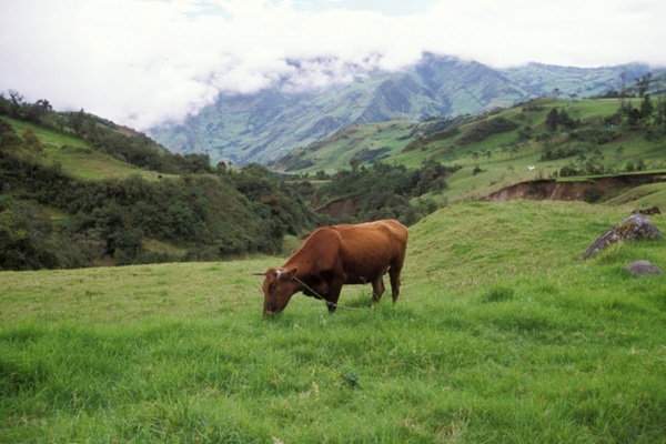 In Ecuador, FAO and GEF have helped more than 1 000 farmers to adopt more climate-smart ways of managing livestock, helping bring down GHG emissions. ©FAO