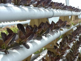 medium_Purple romaine lettuce in Hydroponics at Green Leaf Farm  Research Facility St. Kitts  Nevis - Photo credit Stuart LaPlace
