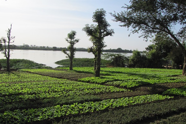 Vegetable Plot near the Niger River in Niamey (Quartier Gamkalley)