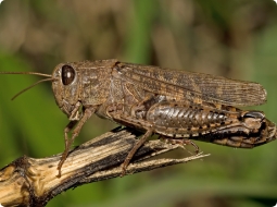 Locusts in CCA