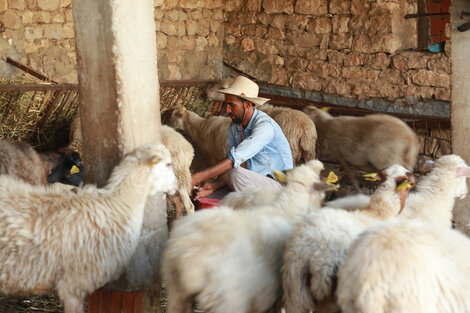 05 August 2022, Béja, Tunisia - Mohamed Ali Ghaidi at work with his flock.