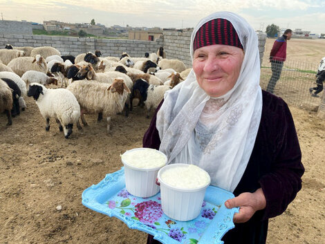 Dairy farmer in Iraq