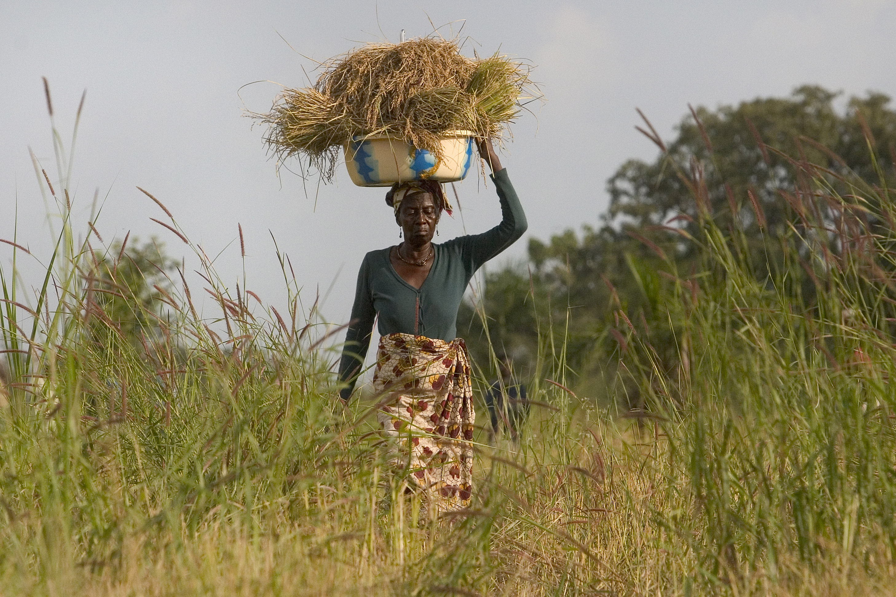 Woman carrying harvest on her head