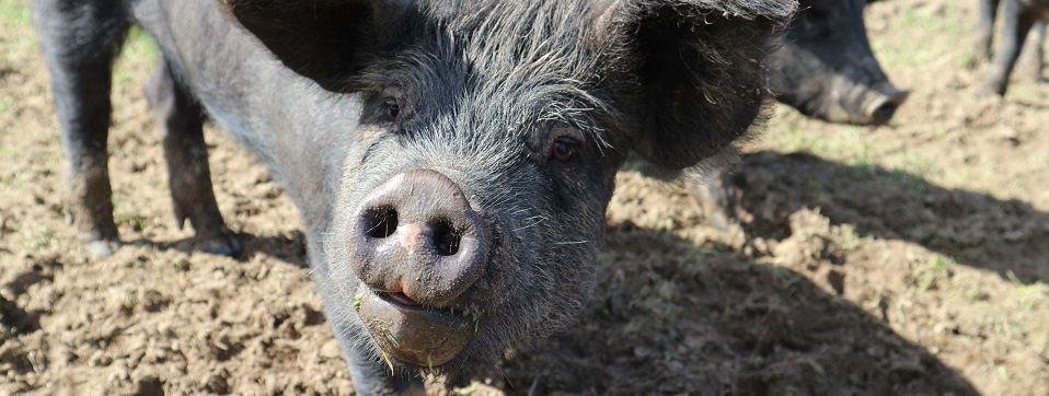 African Swine Fever Virtual Learning Hub for Asia and the Pacific