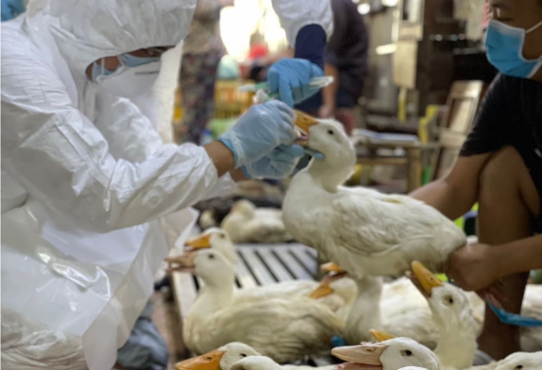 Man in PPE taking swab from a duck