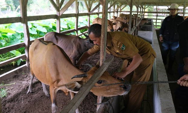 Accelerating foot-and-mouth (FMD) vaccination in West Sumatera through risk communication dissemination