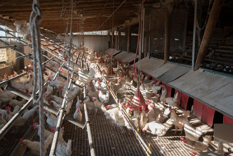 Avian Influenza Viruses