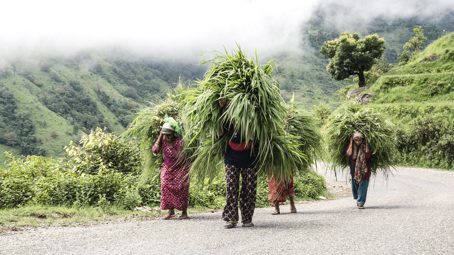 Nepal- People collecting forage to feed animals on the road between Kathmandu and Sandhikharka.