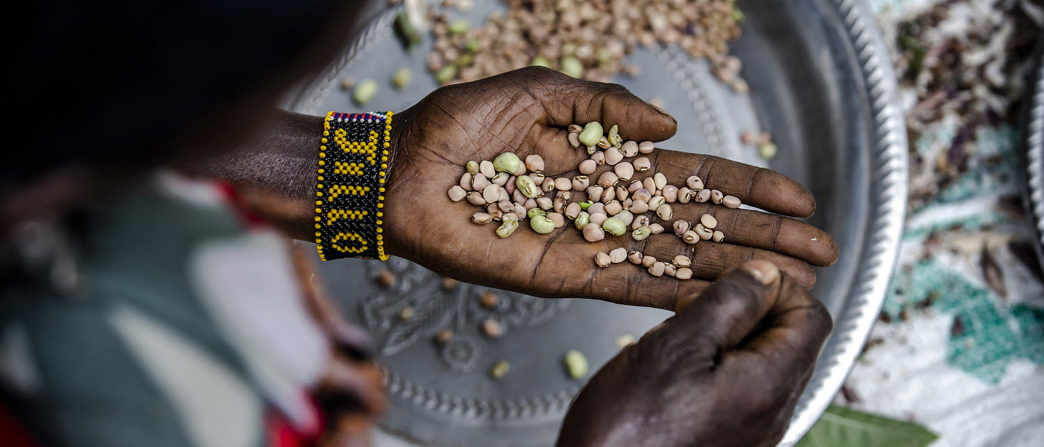 Amina prepares cowpeas and cowpeas leaves while cooking the main meal of the day at her house in Kenya