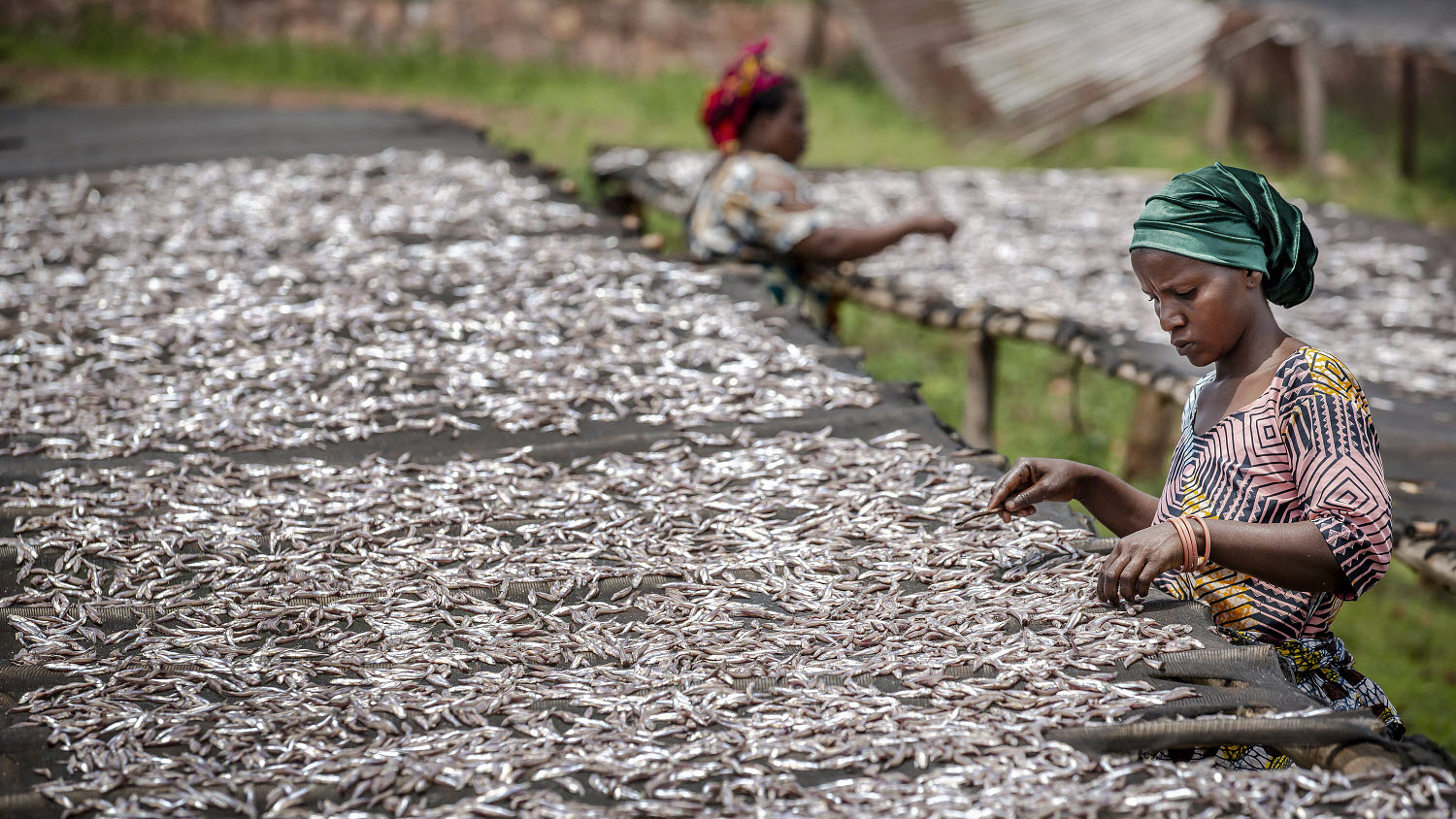 Tanzania - A woman puts fresh sprat to sun dry in a drying area next to the shore of the Lake Tanganyika in Kigoma