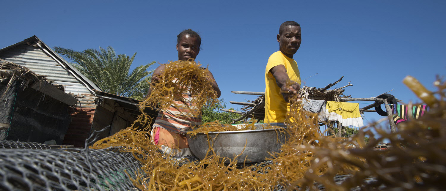 Madagascar - Lenir (L) and Silimy (R) laying the seaweed onto the drying bed. It takes around 3 to 4 weeks.