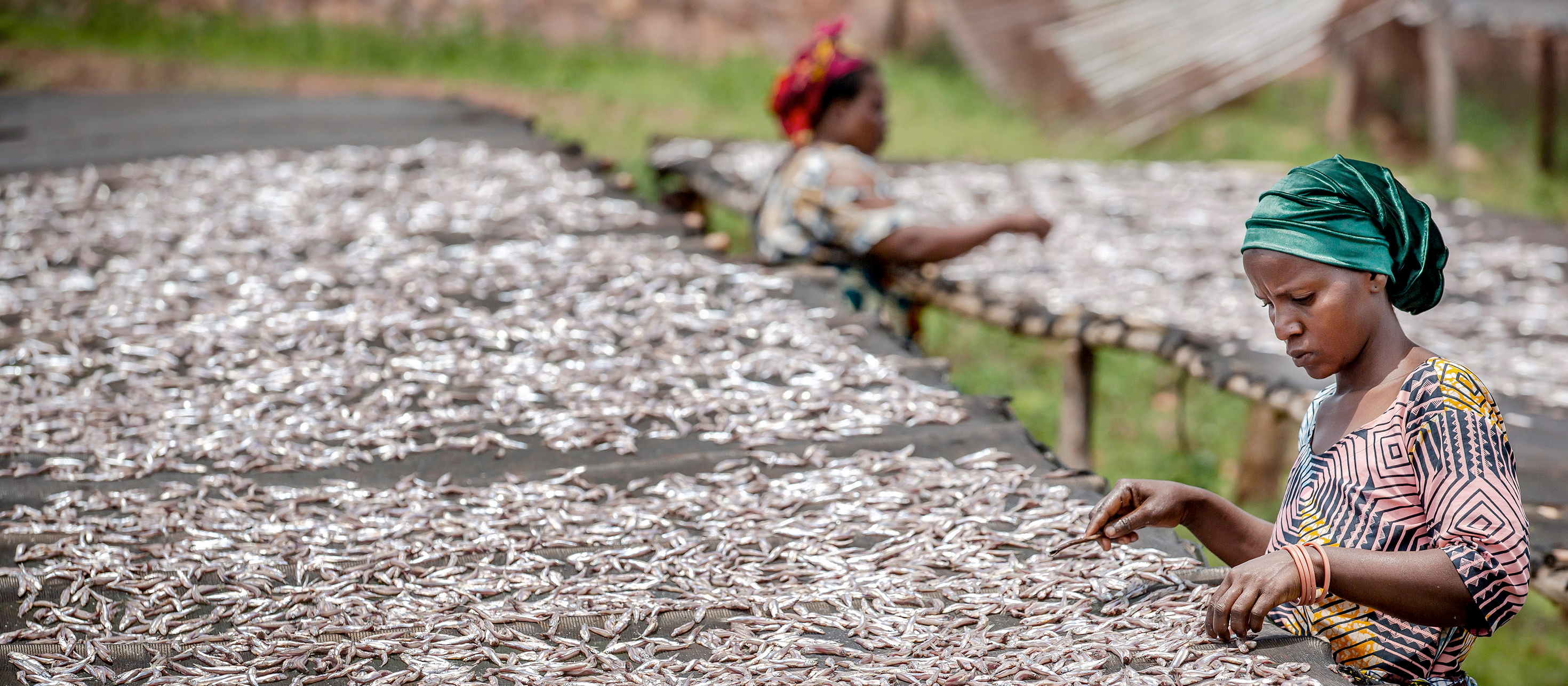 A woman puts fresh sprat to sun dry in a drying area next to the shore of the Lake Tanganyika in Kigoma, Tanzania