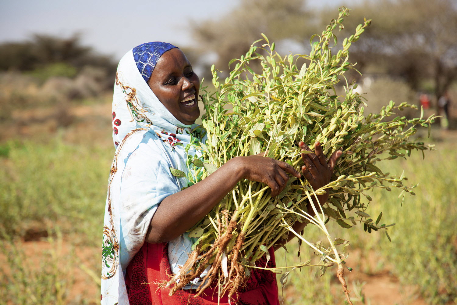 A farmer harvests sesame seeds in Xaaxi, Somalia