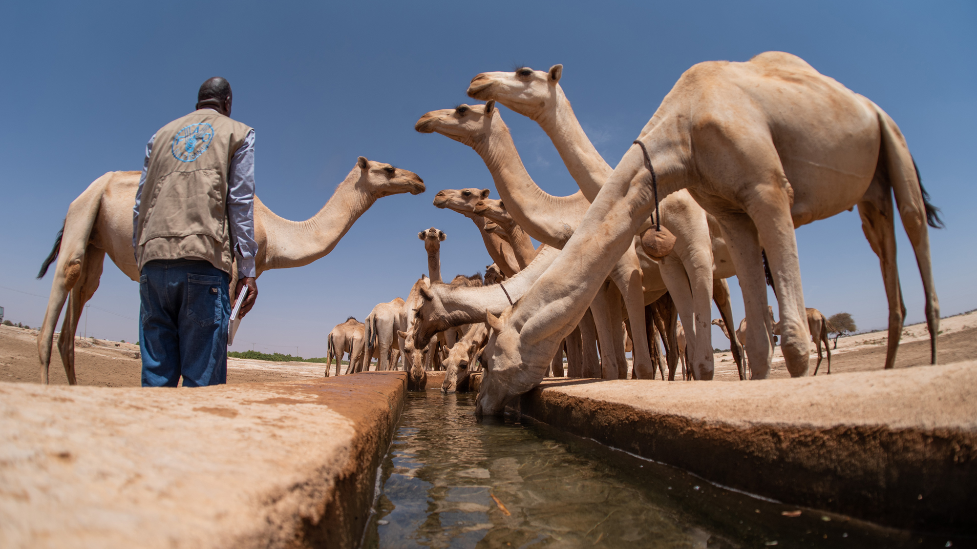 Africa_camels