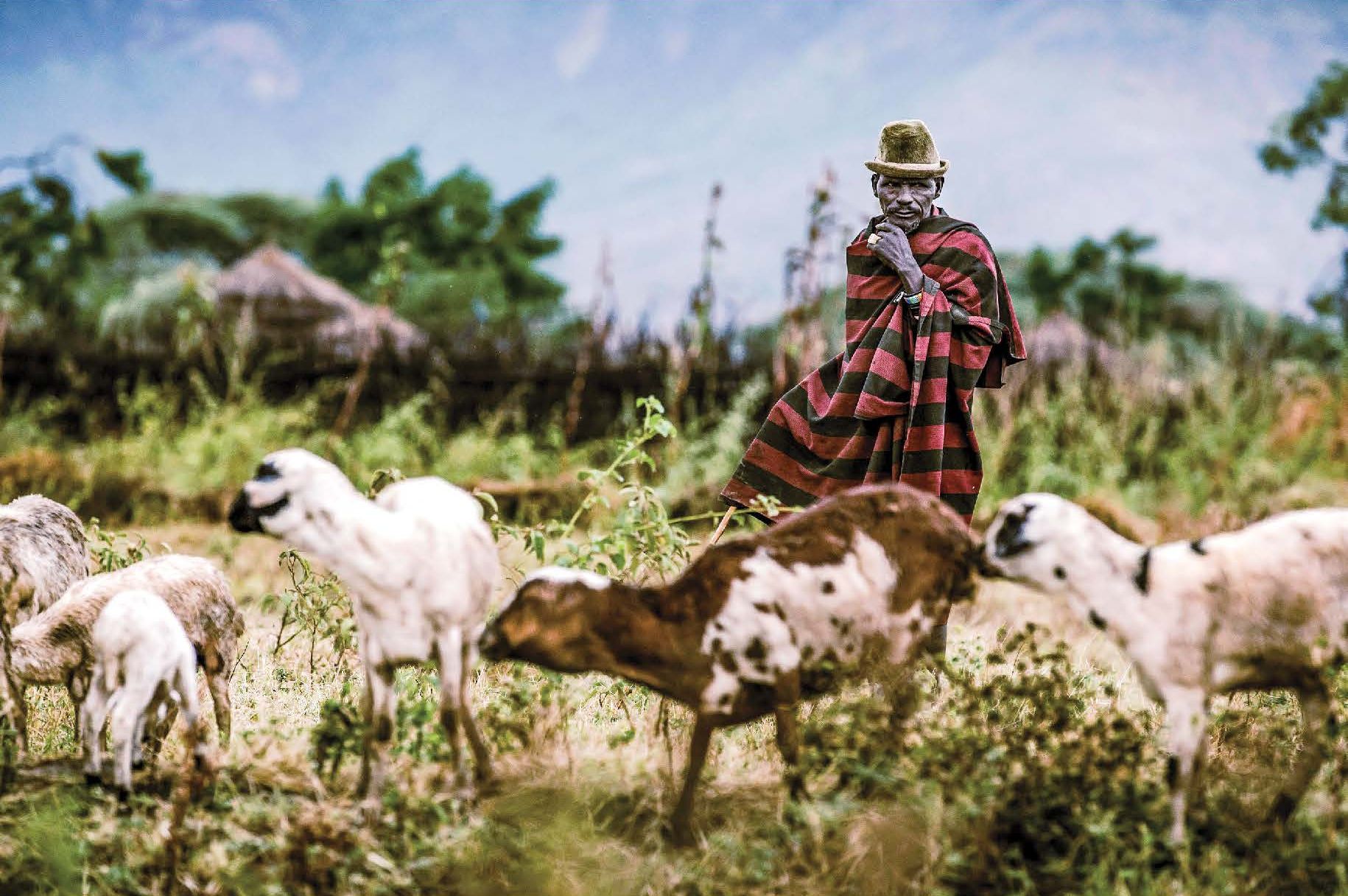 A Karamojong pastoralist man takes his goat cattle to graze next to the village of Kochunoi, Uganda ©FAO/Luis Tato