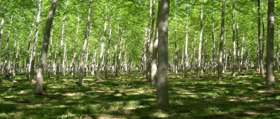 Forest, Chile. ©FAO