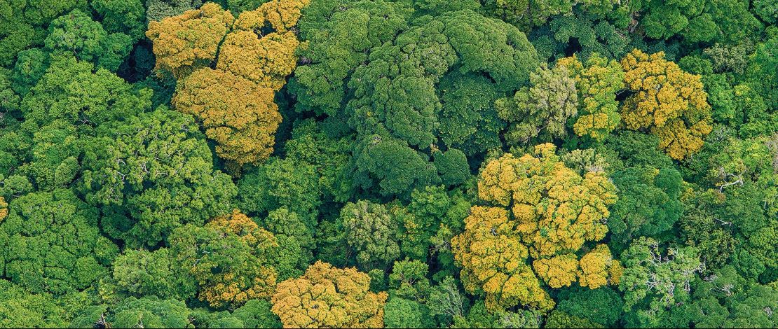 Forest Latin American and the Caribbean