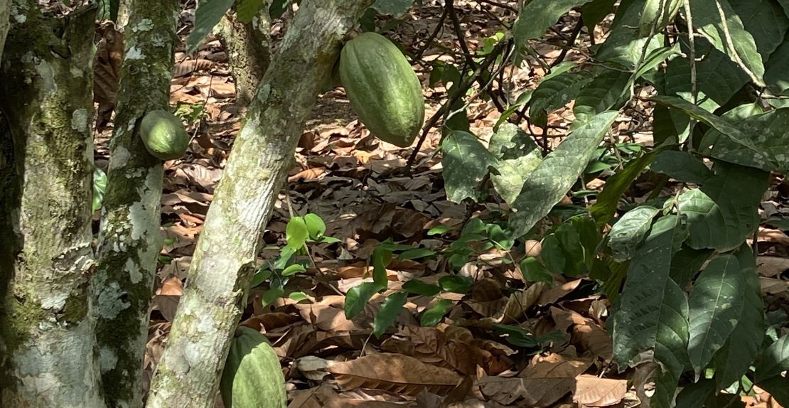 The cocoa tree bears fruit, called pods, on its trunk and branches