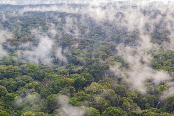 The morning mist slowly evaporates from the tree tops in the Congo Basin rainforest